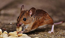 24 Hour & Emergency Exterminators in Maple, NC